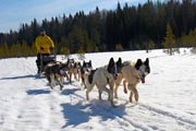 Экспедиция по зимней тайге на собачьих упряжках